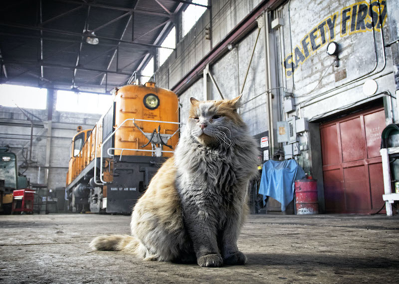 Dirt, Nevada Northern’s Famous Shop Cat, Dies at 15